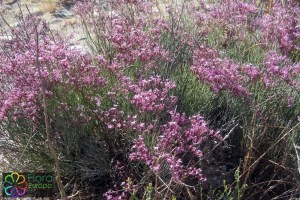 Limonium insigne bewerkt